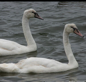 Cygne tubercul�