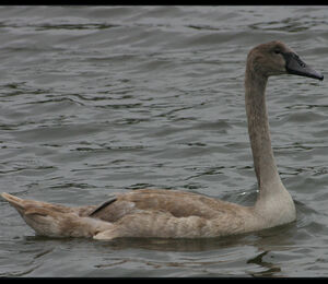 Cygne tubercul�