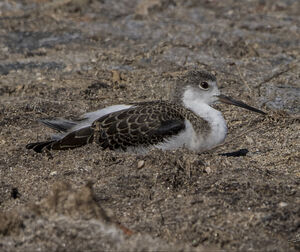 �chasse blanche