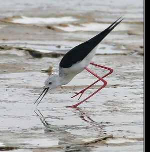 �chasse blanche