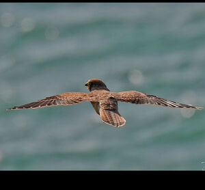 Common Kestrel