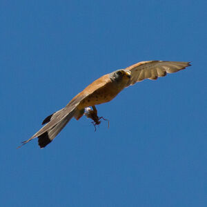Lesser Kestrel