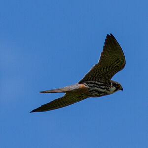 Eurasian Hobby 
&copy; Dominique Marques