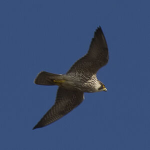 Peregrine Falcon