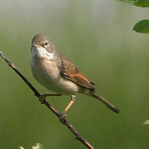 Common Whitethroat