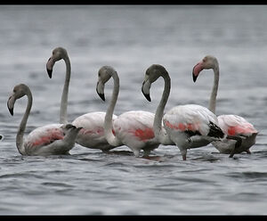 Greater Flamingo