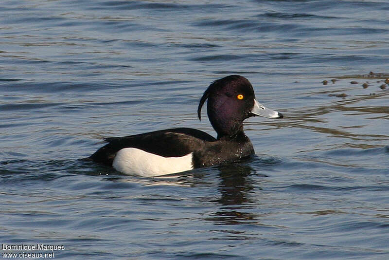 Tufted Duck male adult, identification