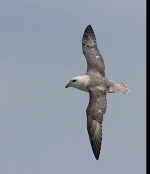 Fulmar bor�al 
&copy; Dominique Marques