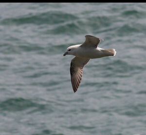 Fulmar bor�al 
&copy; Dominique Marques