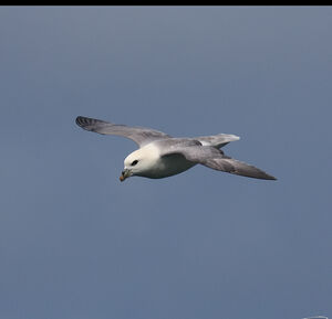 Fulmar bor�al 
&copy; Dominique Marques