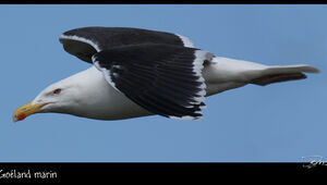 Great Black-backed Gull 
&copy; Dominique Marques