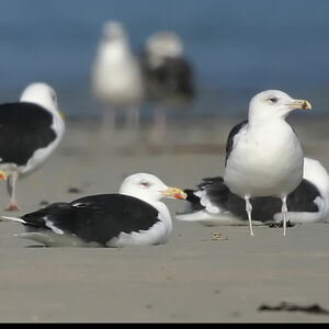 Great Black-backed Gull 
&copy; Dominique Marques