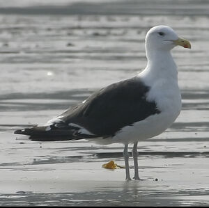 Great Black-backed Gull 
&copy; Dominique Marques