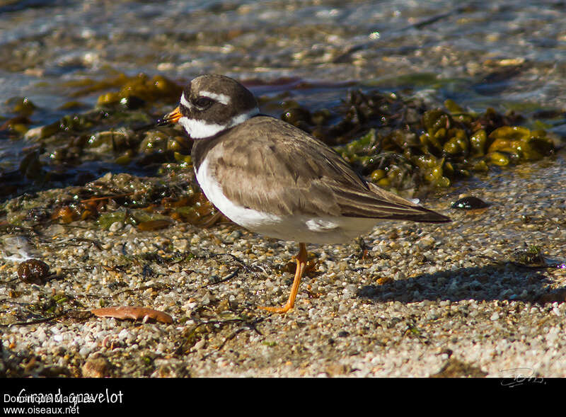 Common Ringed Plover male adult breeding, identification