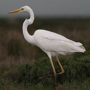 Great Egret 
&copy; Dominique Marques