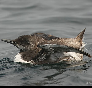 Guillemot de Tro�l