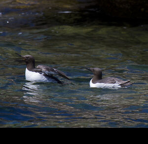 Guillemot de Tro�l