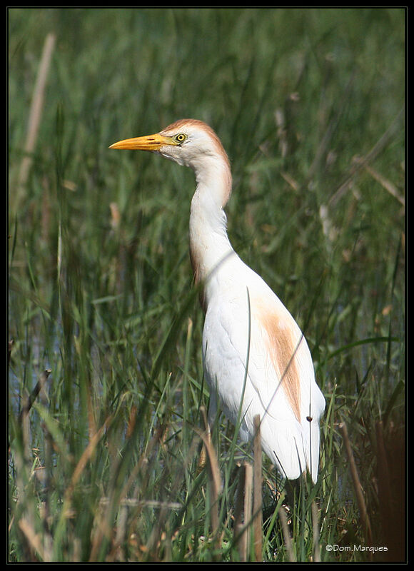 Western Cattle Egret male adult breeding, identification