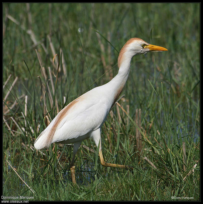 Western Cattle Egret male adult breeding, identification
