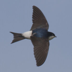 Common House Martin 
&copy; Dominique Marques