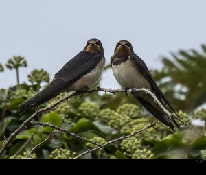Barn Swallow