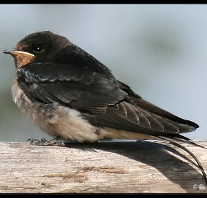Barn Swallow
