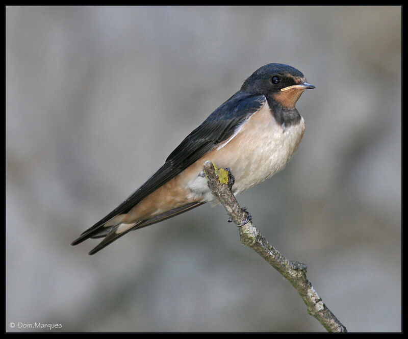 Barn Swallowjuvenile