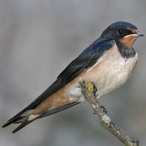 Barn Swallow