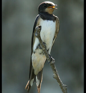 Barn Swallow