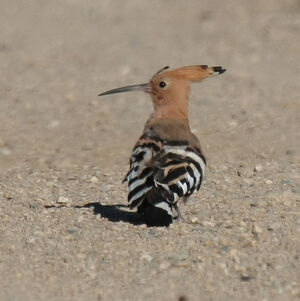 Eurasian Hoopoe 
&copy; Dominique Marques