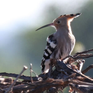 Eurasian Hoopoe 
&copy; Dominique Marques