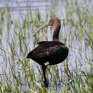 Ibis falcinelle 
&copy; Dominique Marques