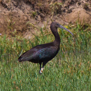 Ibis falcinelle 
&copy; Dominique Marques