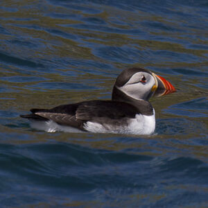Atlantic Puffin