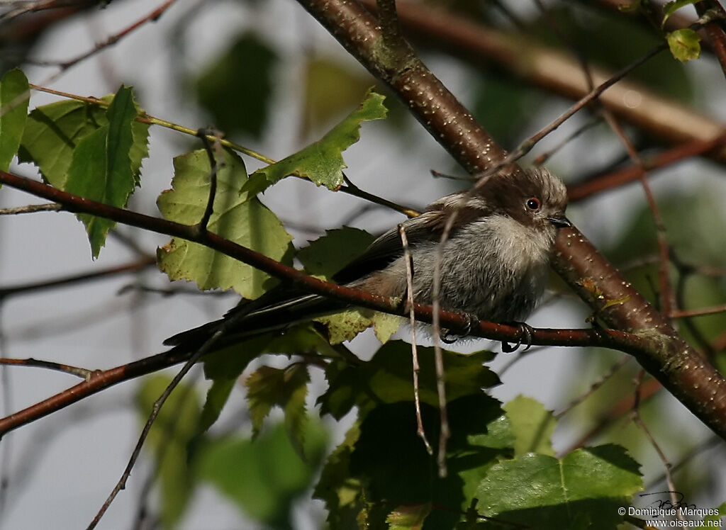 Mésange à longue queue - Aegithalos caudatus