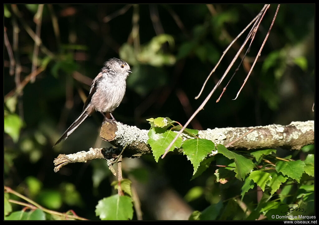 Mésange à longue queue - Aegithalos caudatus