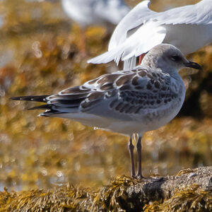Mediterranean Gull 
&copy; Dominique Marques