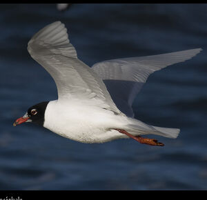 Mediterranean Gull 
&copy; Dominique Marques