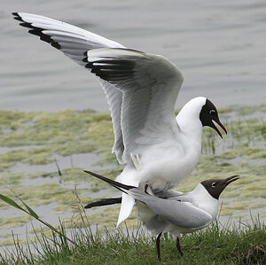 Mouette rieuse 
&copy; Dominique Marques