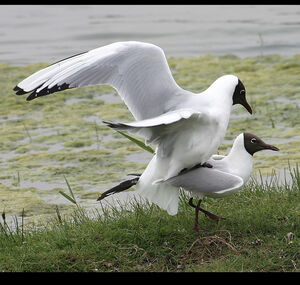 Mouette rieuse 
&copy; Dominique Marques