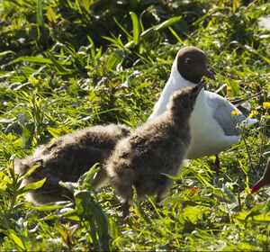 Mouette rieuse 
&copy; Dominique Marques