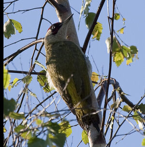European Green Woodpecker