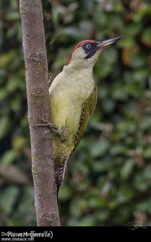 European Green Woodpecker female adult breeding, identification