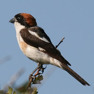 Pie-gri�che � t�te rousse 
&copy; Dominique Marques