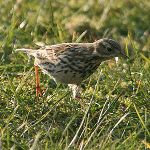 Meadow Pipit 
&copy; Dominique Marques
