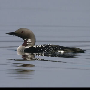 Plongeon arctique 
&copy; Dominique Marques