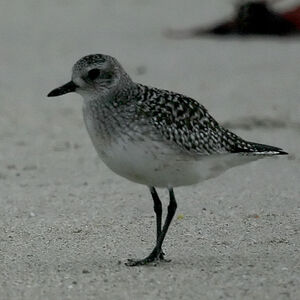 Grey Plover 
&copy; Dominique Marques