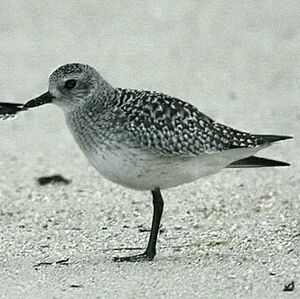 Grey Plover 
&copy; Dominique Marques