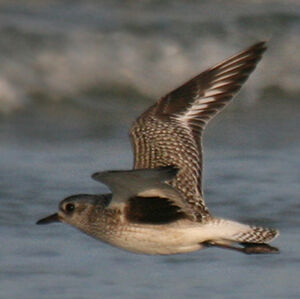 Grey Plover 
&copy; Dominique Marques