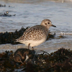 Grey Plover 
&copy; Dominique Marques